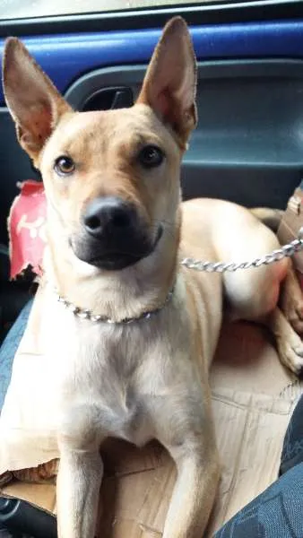 Cachorro ra a SRD idade 1 ano nome Thor