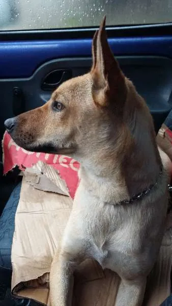 Cachorro ra a SRD idade 1 ano nome Thor
