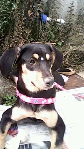 Cachorro ra a SRD idade 1 ano nome tequila