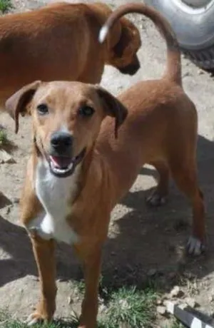 Cachorro raça SRD idade 1 ano nome bombom