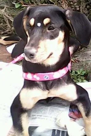 Cachorro ra a SRD idade 1 ano nome tequila