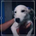 Pelucia 