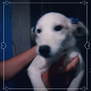 Cachorro ra a Mista idade 2 a 6 meses nome Pelucia 
