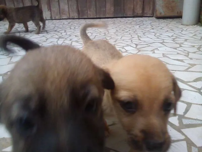 Cachorro ra a Mestiços idade 2 a 6 meses nome Filhotes