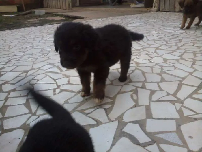 Cachorro ra a Mestiços idade 2 a 6 meses nome Filhotes