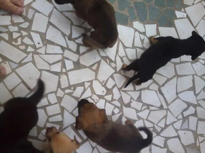 Cachorro ra a Mestiços idade 2 a 6 meses nome Filhotes