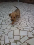 Filhotes