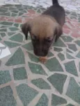 Filhotes