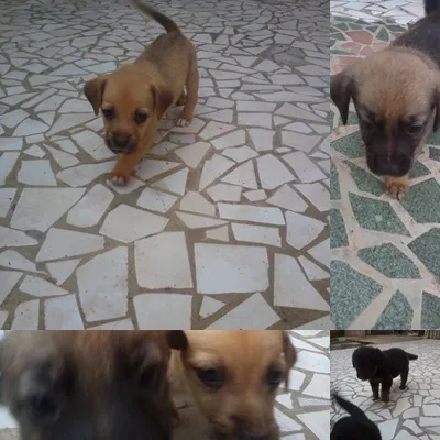 Cachorro ra a Mestiços idade 2 a 6 meses nome Filhotes