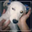 Pelucia 