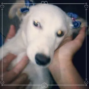 Cachorro ra a Mista idade 2 a 6 meses nome Pelucia 