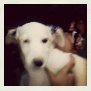 Cachorro ra a Mista idade 2 a 6 meses nome Pelucia 