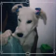 Pelucia 