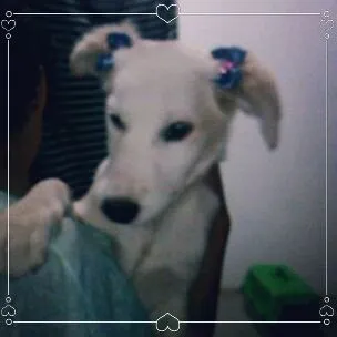 Cachorro ra a Mista idade 2 a 6 meses nome Pelucia 