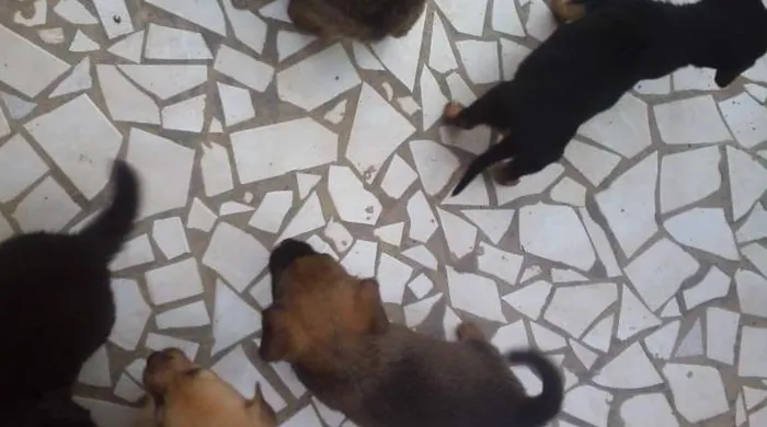 Cachorro ra a Mestiços idade 2 a 6 meses nome Filhotes