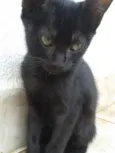 Gatinha