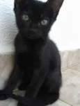 Gatinha