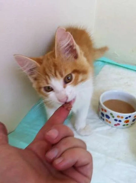 Gato ra a SRD idade 2 a 6 meses nome Amarelinho