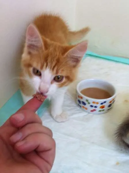 Gato ra a SRD idade 2 a 6 meses nome Amarelinho