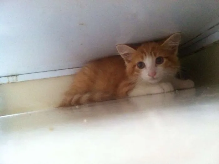 Gato ra a SRD idade 2 a 6 meses nome Amarelinho
