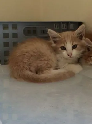 Gato raça SRD idade 2 a 6 meses nome Arisquinho