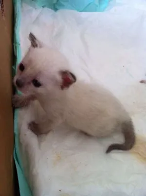Gato raça SRD idade Abaixo de 2 meses nome Bebe