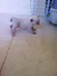Bebe