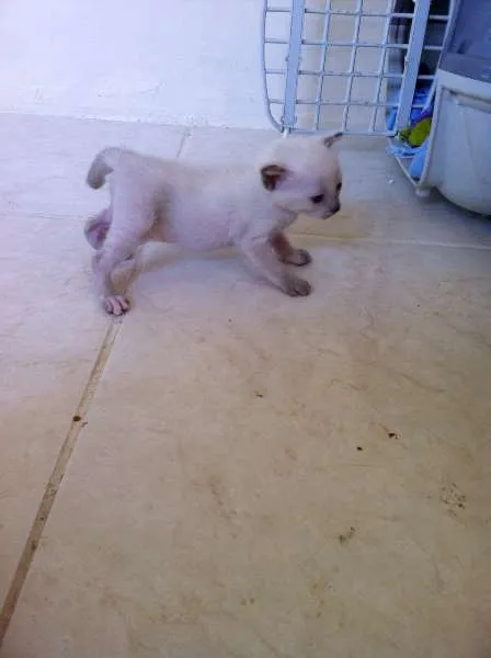 Gato ra a SRD idade Abaixo de 2 meses nome Bebe
