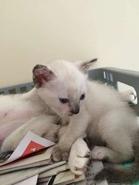 Gato ra a SRD idade Abaixo de 2 meses nome Bebe