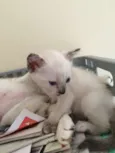 Bebe