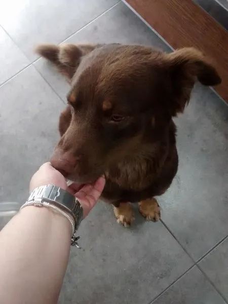 Cachorro ra a Não sei idade 1 ano nome Não tem