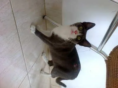 Gato ra a Inglês  idade 1 ano nome Teodora