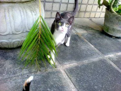 Gato ra a Inglês  idade 1 ano nome Teodora