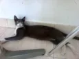 Teodora