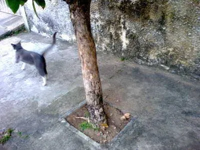 Gato ra a Inglês  idade 1 ano nome Teodora