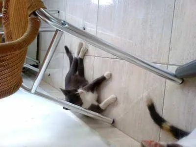 Gato ra a Inglês  idade 1 ano nome Teodora