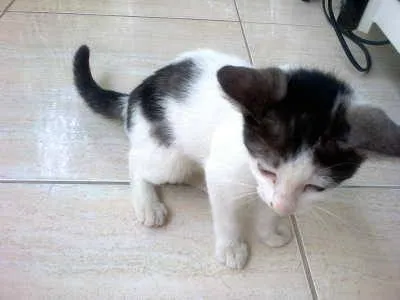 Gato ra a MESTIÇA idade 2 a 6 meses nome Princesa