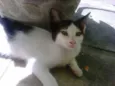 Princesa