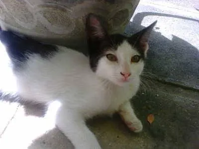 Gato ra a MESTIÇA idade 2 a 6 meses nome Princesa