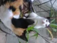 Princesa