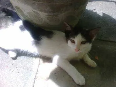 Gato ra a MESTIÇA idade 2 a 6 meses nome Princesa