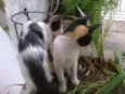 Princesa