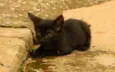 Panterinha