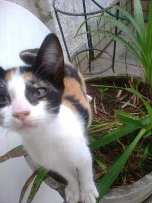 Gato ra a vira-lata idade 2 a 6 meses nome Dora