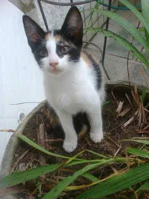 Gato ra a vira-lata idade 2 a 6 meses nome Dora