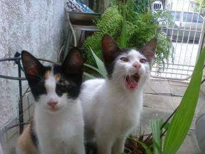 Gato ra a vira-lata idade 2 a 6 meses nome Dora