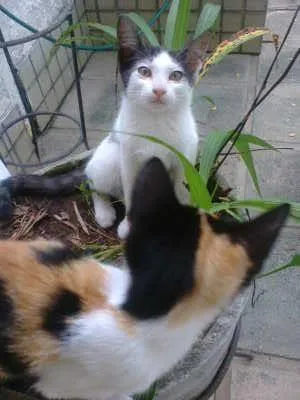 Gato ra a vira-lata idade 2 a 6 meses nome Dora