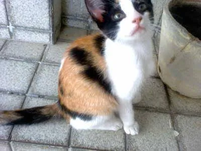 Gato ra a vira-lata idade 2 a 6 meses nome Dora