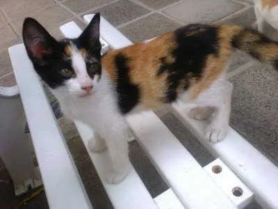 Gato ra a vira-lata idade 2 a 6 meses nome Dora