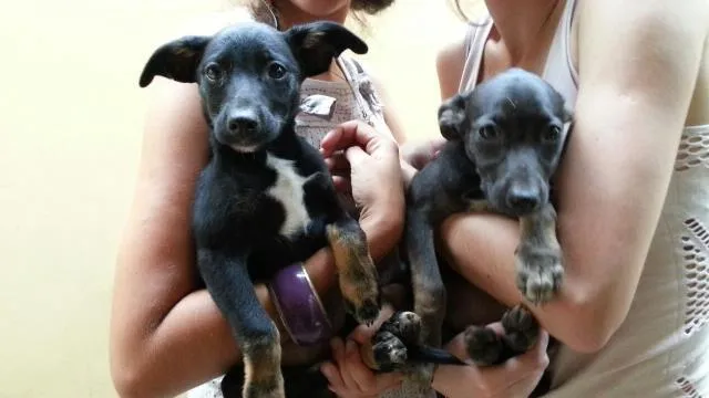 Cachorro ra a vira lata idade Abaixo de 2 meses nome ainda sem nome